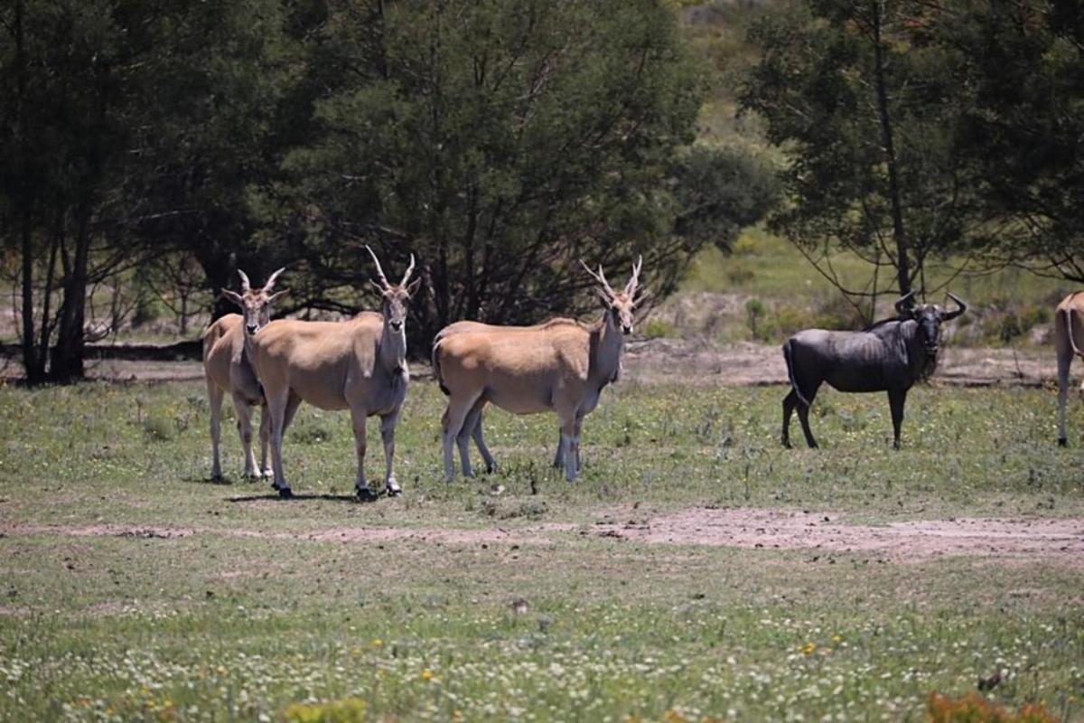 Soloko Game Farm Βίλα Kareedouw Εξωτερικό φωτογραφία